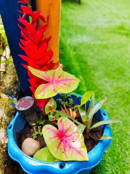 Poetry Garden Bocas Town Colon Island Villa Eksteriør bilde